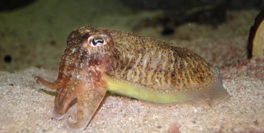 каракатица, каракатица когнитивные способности, каракатица тест с зефиром