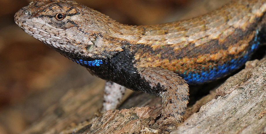 Ящерицы США, виды ящериц, иммунитет игуан