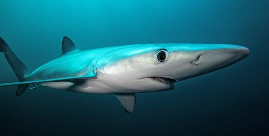 синяя акула