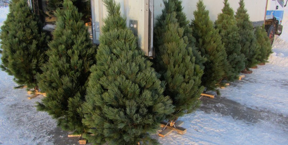 Фото: elokshops.ru