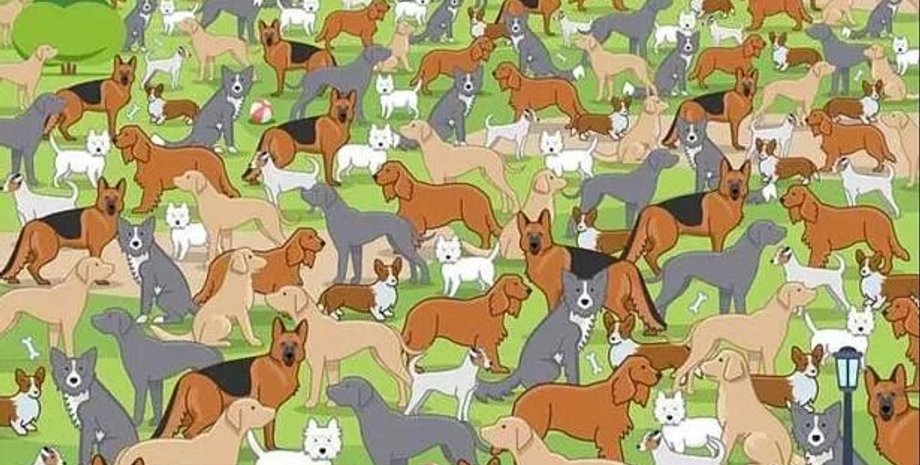 оптична ілюзія, тест знайти цуценя, тест на інтелект, головоломка, геній, геніальність