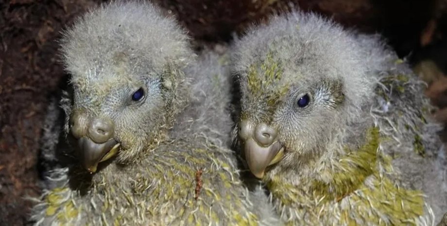 папуга какапо