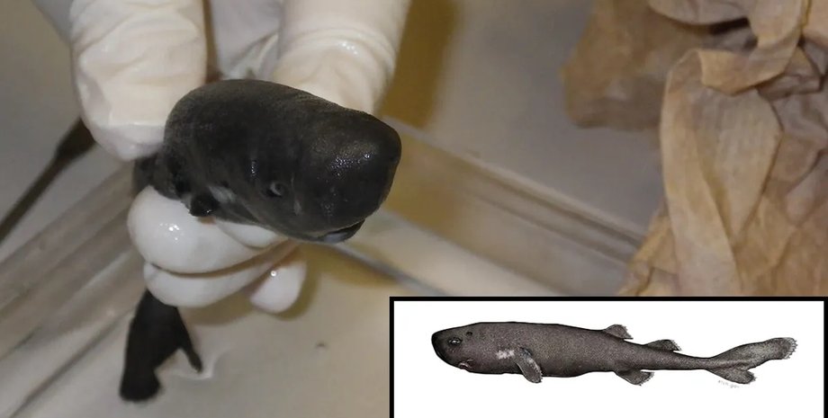 карманная акула