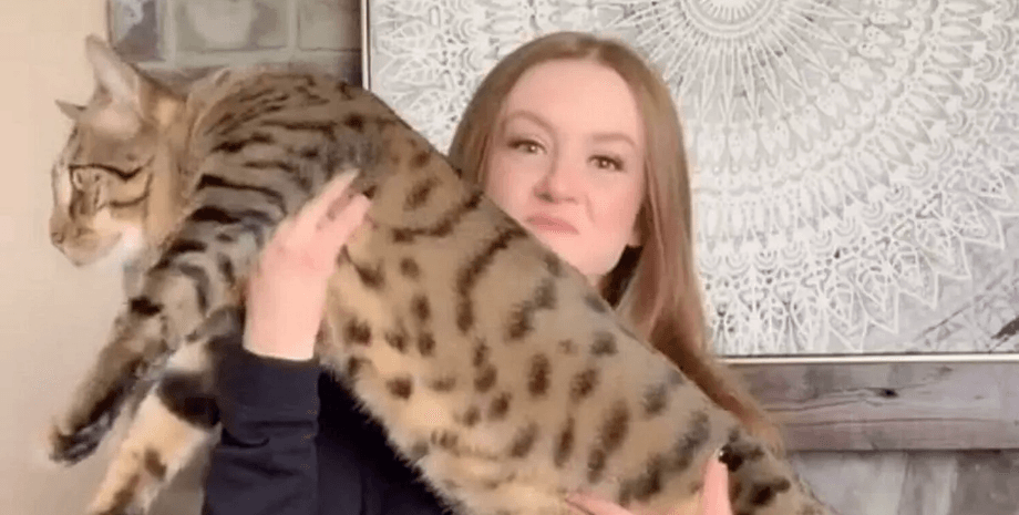 Огромный кот, кот, животное, кот напугал ветеринара, кот по кличке Декстер, соцсети,