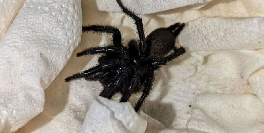 Найбільший павук Європи, оливки, товар, курйози, дивні випадки, цікаві історії