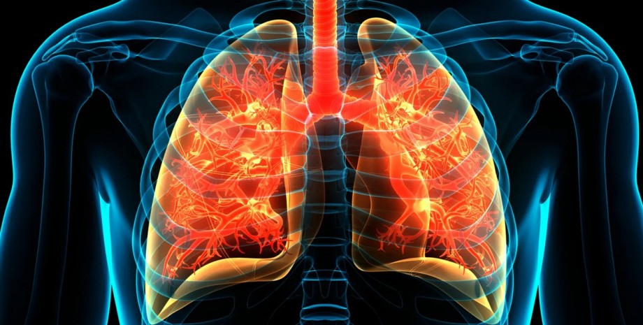 легкие тело, орган, строение, анатомия