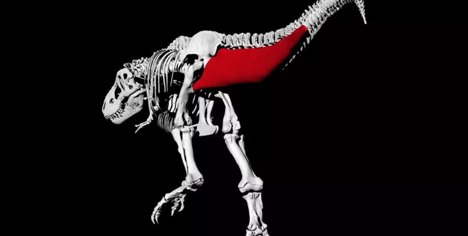 тираннозавра, ходьба, динозаври