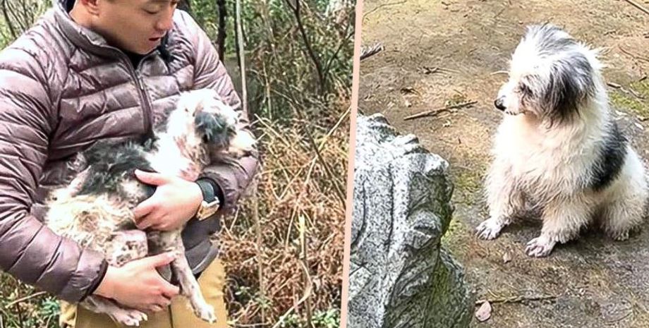 Собака 2 года ходила на могилу своей хозяйки, как сложилась его судьба