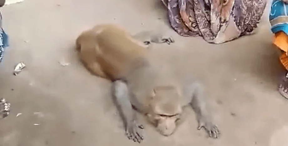 Обезьяна пришла на похороны фермера, похороны, обезьяна примат, семья, родные, кормил обезьяну своей едой,