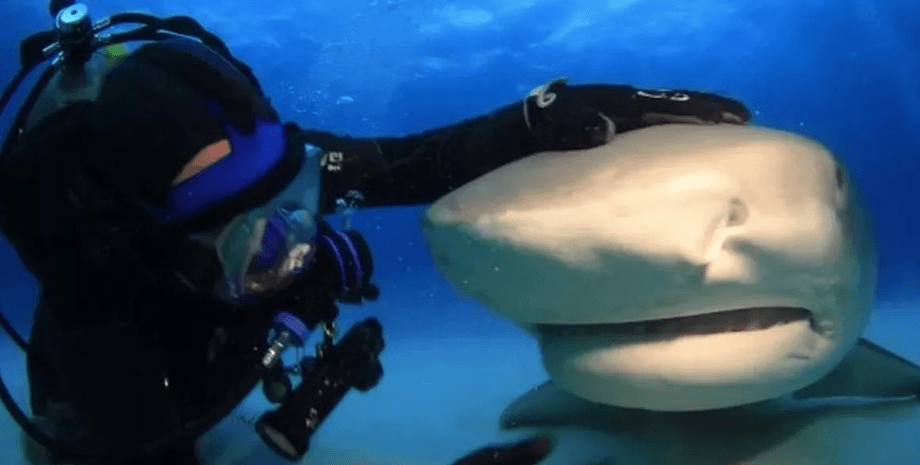 Мужчина дружит с акулой, лучшая подруга, акула, акула по кличке Эмма, Джим Абернети, дайвер дружит с акулой, морской жищник