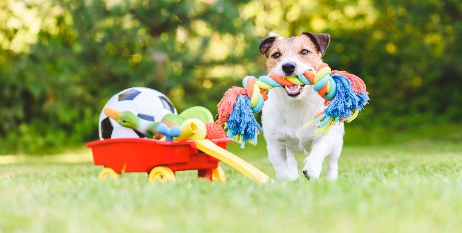 собака, игрушки, трава, фото