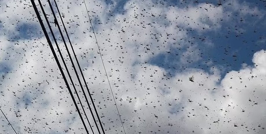 сарана. сарана в мексиці