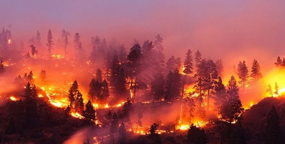 Пожежа, ліс