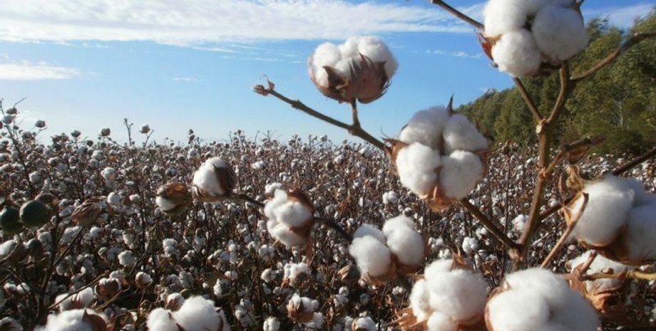 выращивание хлопчатника