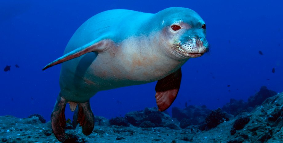 Тюлень-монах, рідкісні тварини,