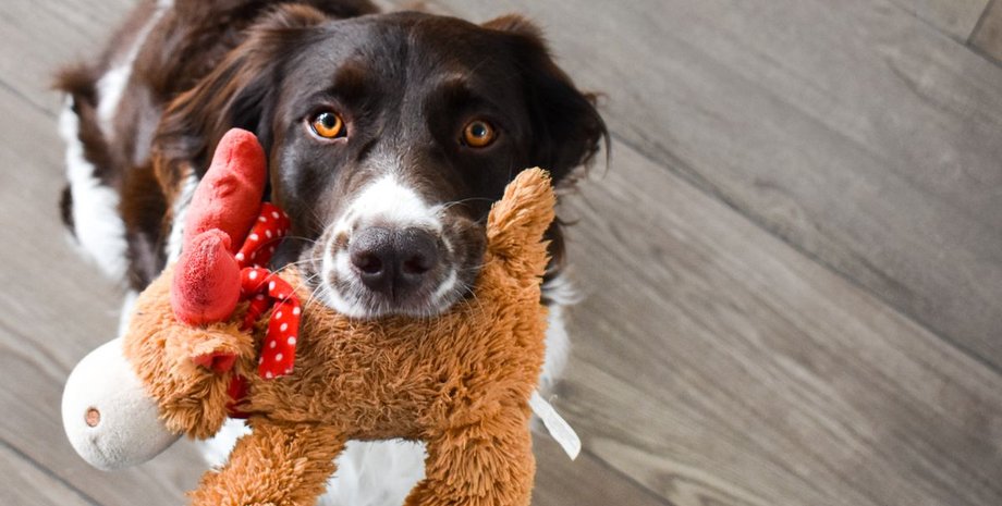 Собака, поведение, порода собак