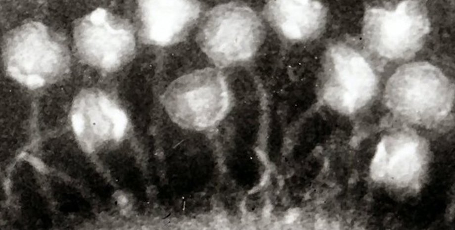 бактерии, древние бактерии