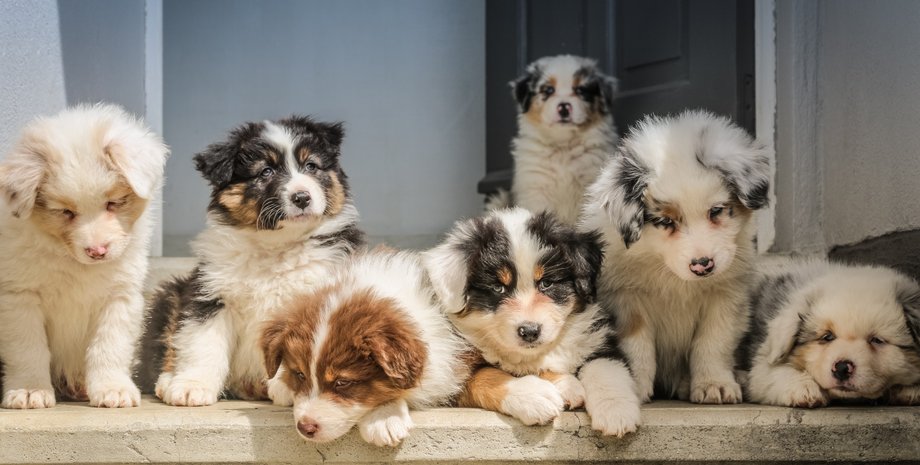 цуценята, двері, сходи, фото