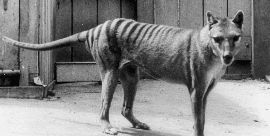 тасманийский волк