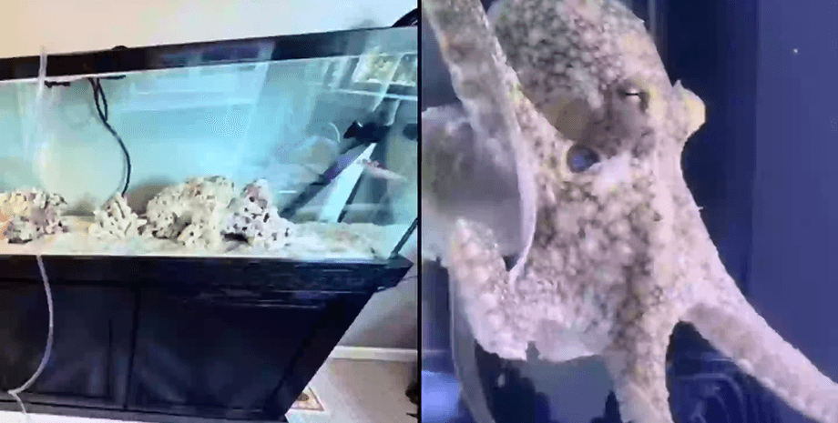 Домашний осьминог, осьминог в аквариуме, осьминог, маленькие осьминоги, домашнее животное, подарили сыну осьминога, соцсети