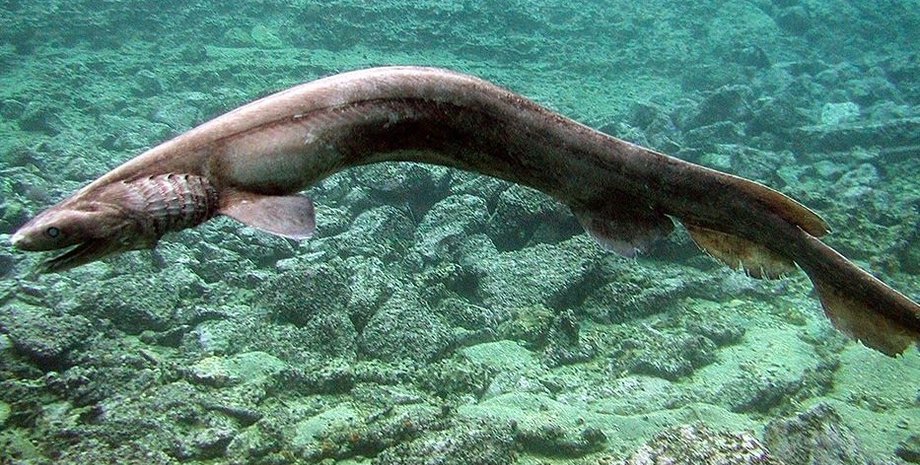 плащеносец, вода, фото