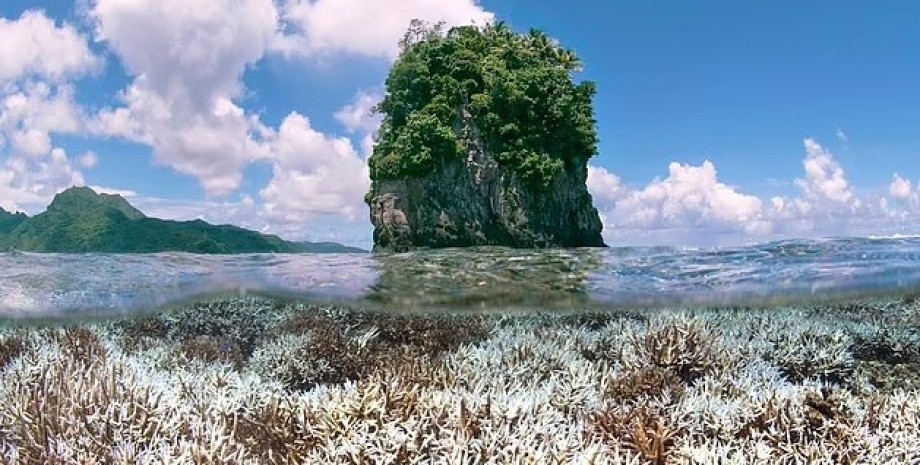кораллы, обесцвечивание коралла