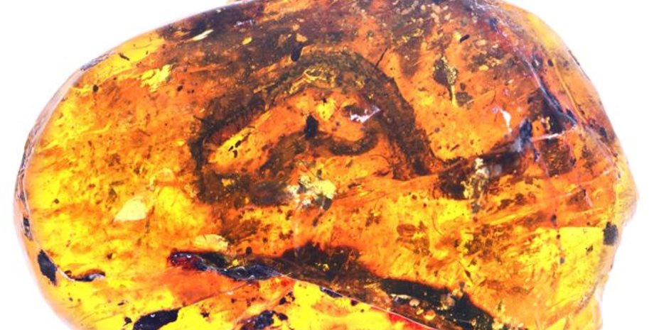 Фото: MING BAI/CHINESE ACADEMY OF SCIENCES