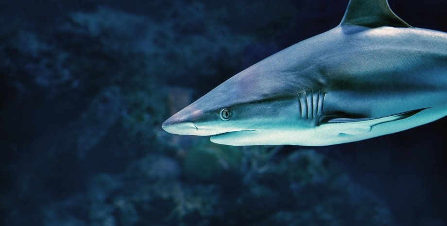 белоперая серая акула
