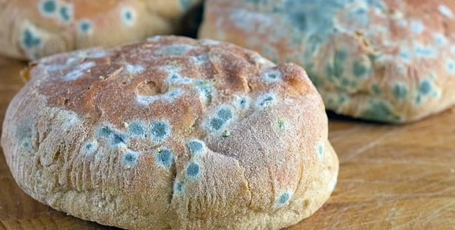 плесень, продукты плесень, плесень на продуктах