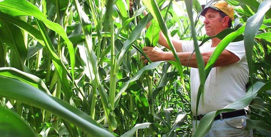 кукуруза, Чернобыль, биогаз,