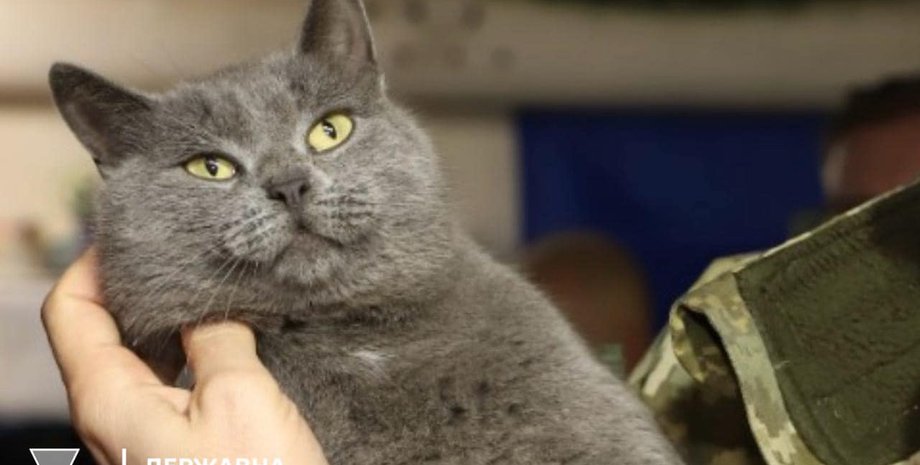 Кіт, коти, талісман, кіт талісман, ДПСУ, прикордонники, Держприкордонслужба, прикордонна служба