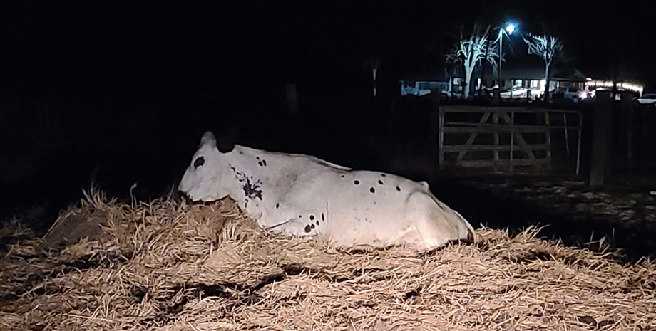 Теленок с двумя головами, ферма в США, животные, звери, аномалии, мутации, фото, уникальное создание