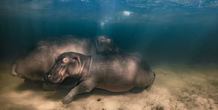 фото, бегемот, бегемотик