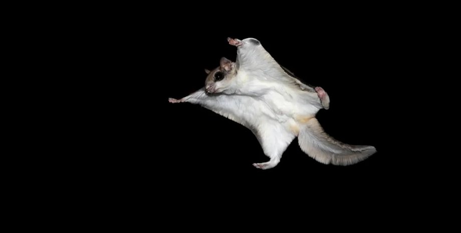 білка летяга політ