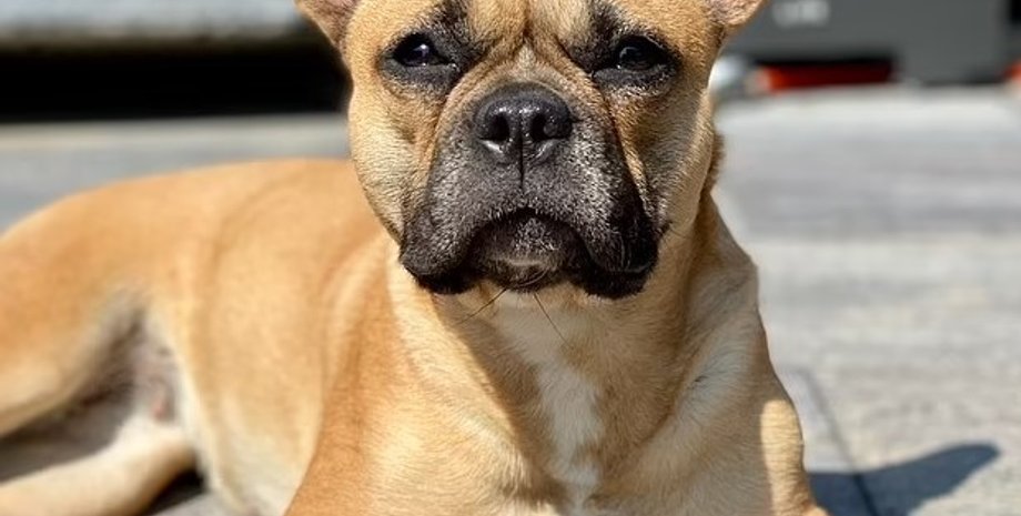 французский бульдог, французский бульдог лили