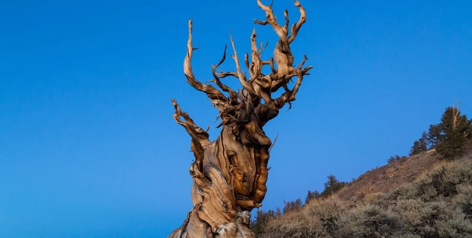 остистая сосна