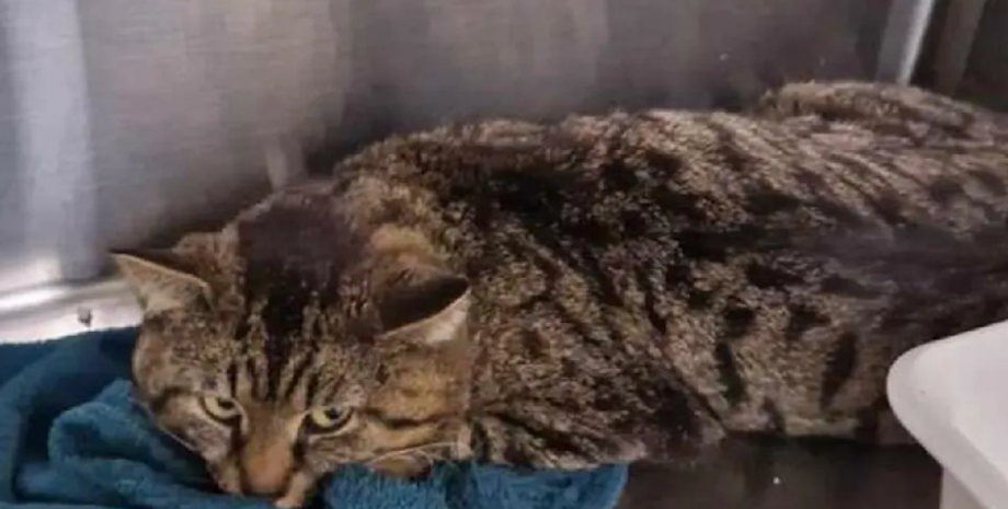 Как найти пропавшего кота, поиск домашних любимцев, через сколько времени может вернуться кот, животные