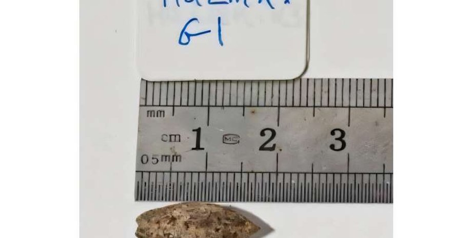 рослина, Commiphora, Комміфора, дослідження, насінина, вчені, печера, Ізраїль, Біблія