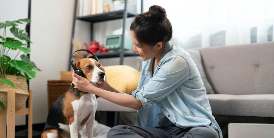 питомцы, собаки, бытовая техника