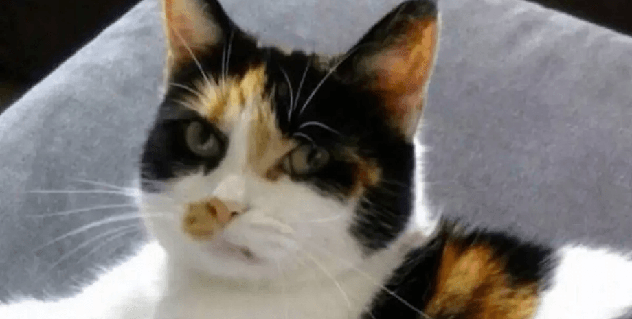 Зниклий кіт повернувся додому через 5 років, кіт, кішка, домашня тварина, кіт 5 років жив на вулиці, знайшли кота, зворушливе возз'єднання