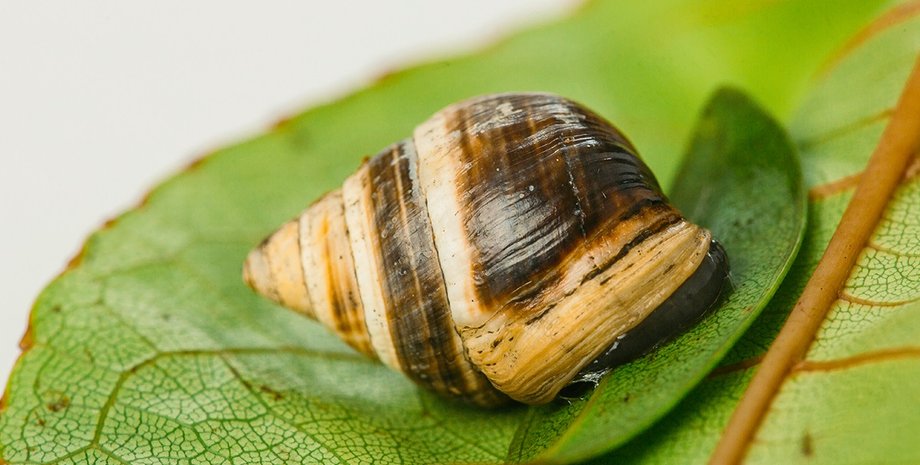 Фото: honolulu magazine