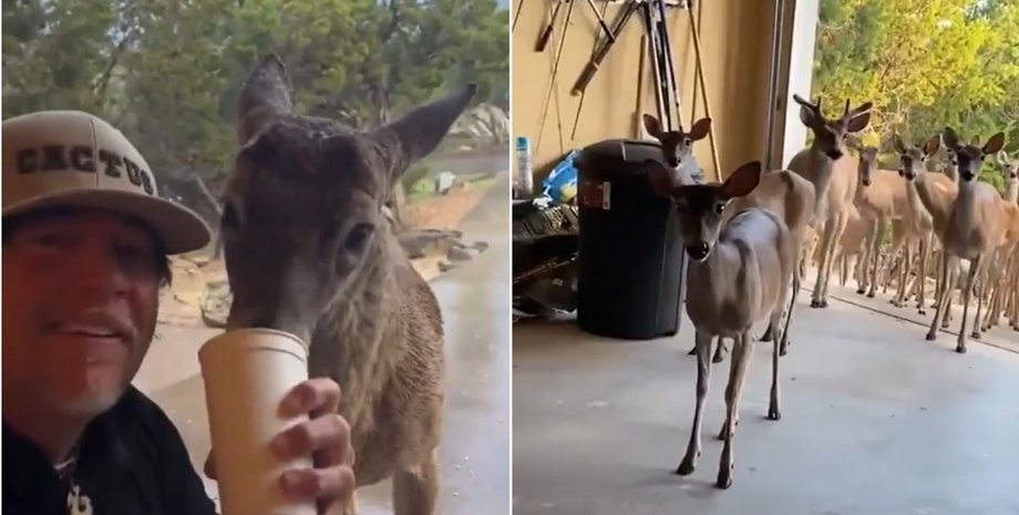 Стадо оленів Чоловік нагодував голодного оленя: наступного дня той привів ціле стадо