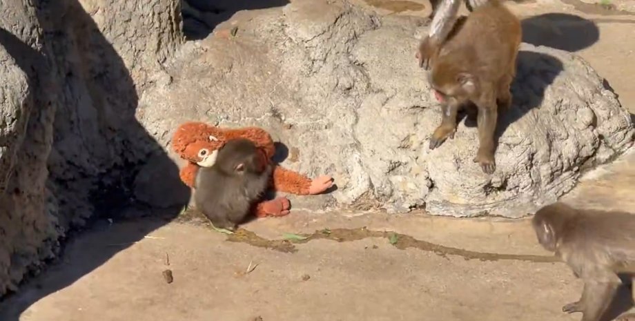 обезьянка Панч