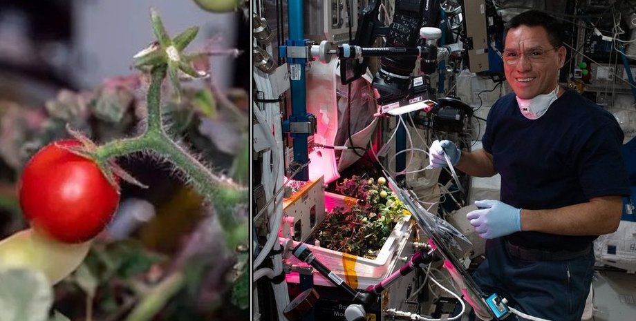 МКС, помидор, астронавт