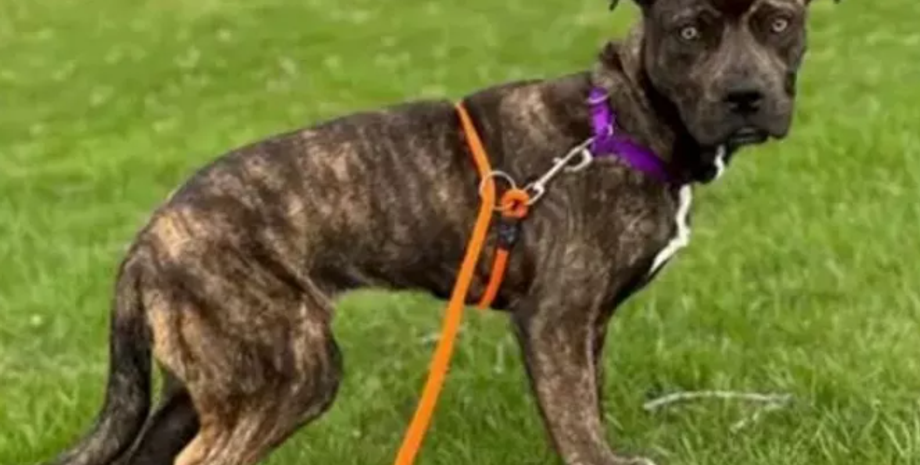 Мутація, вада, розлад, хвороби, собака, пес, цуценя, тварини, США, аномалії, цікаві історії, фото