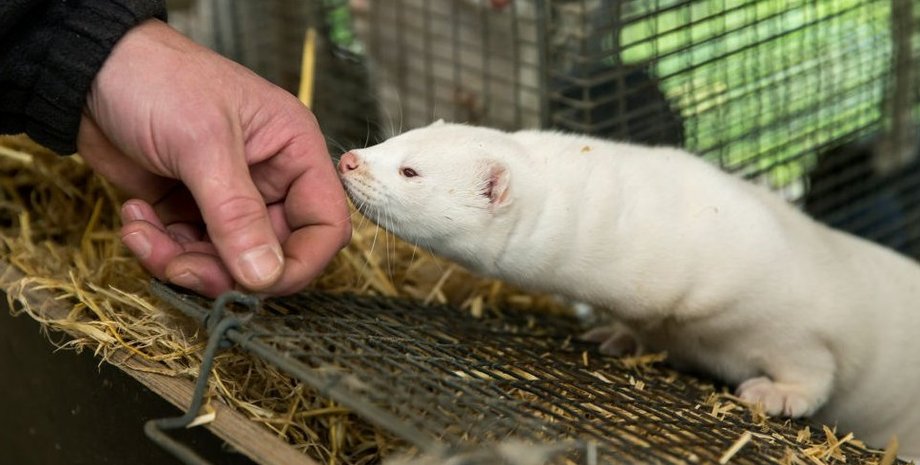 норки, коронавирус