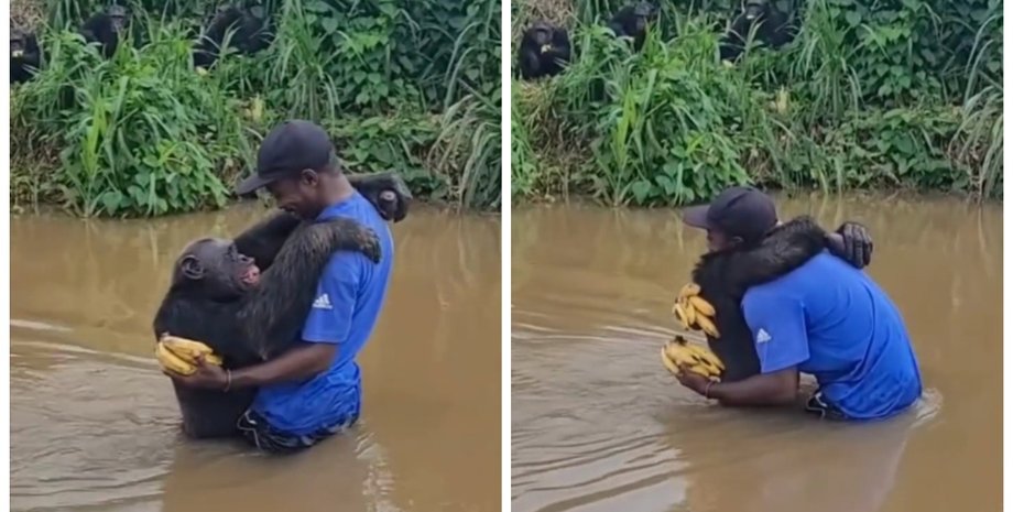 Мужчина спас шимпанзе от смерти: теплая встреча несколько лет спустя поразила сеть