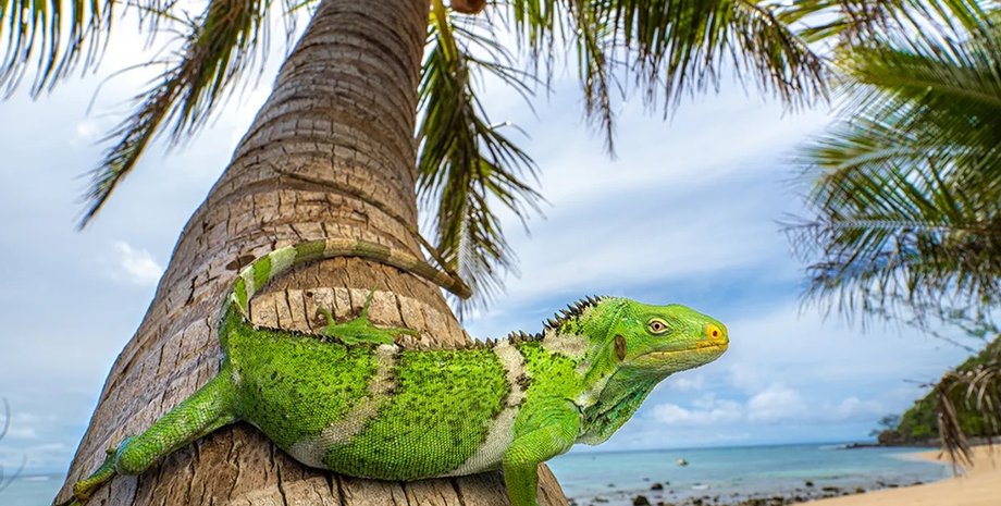 ігуани, подорож ігуани, подорож ігуани