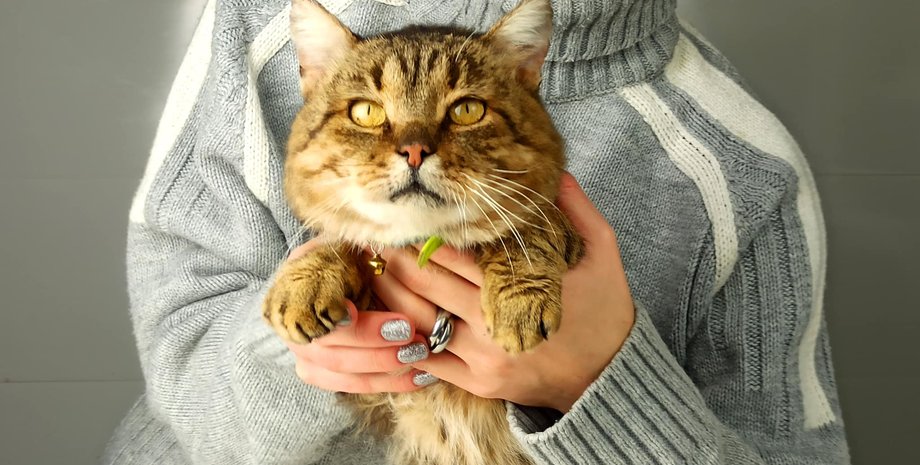 кот Жовтень, кот, коты, кошки, кот приют