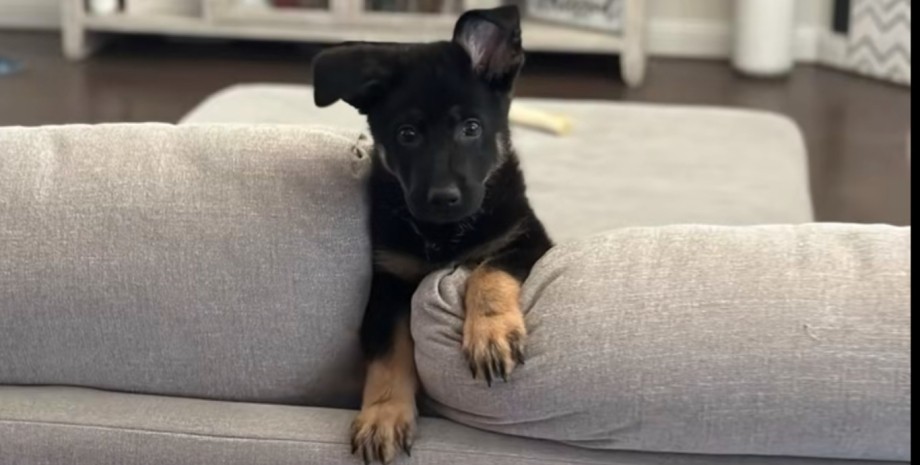 Миле цуценя німецької вівчарки на прізвисько Маверік, яке залишилося одне вдома в Техасі (США)